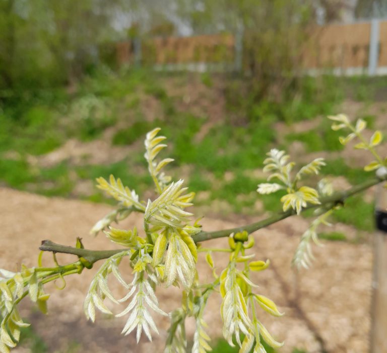 Bunnikgroep (1)